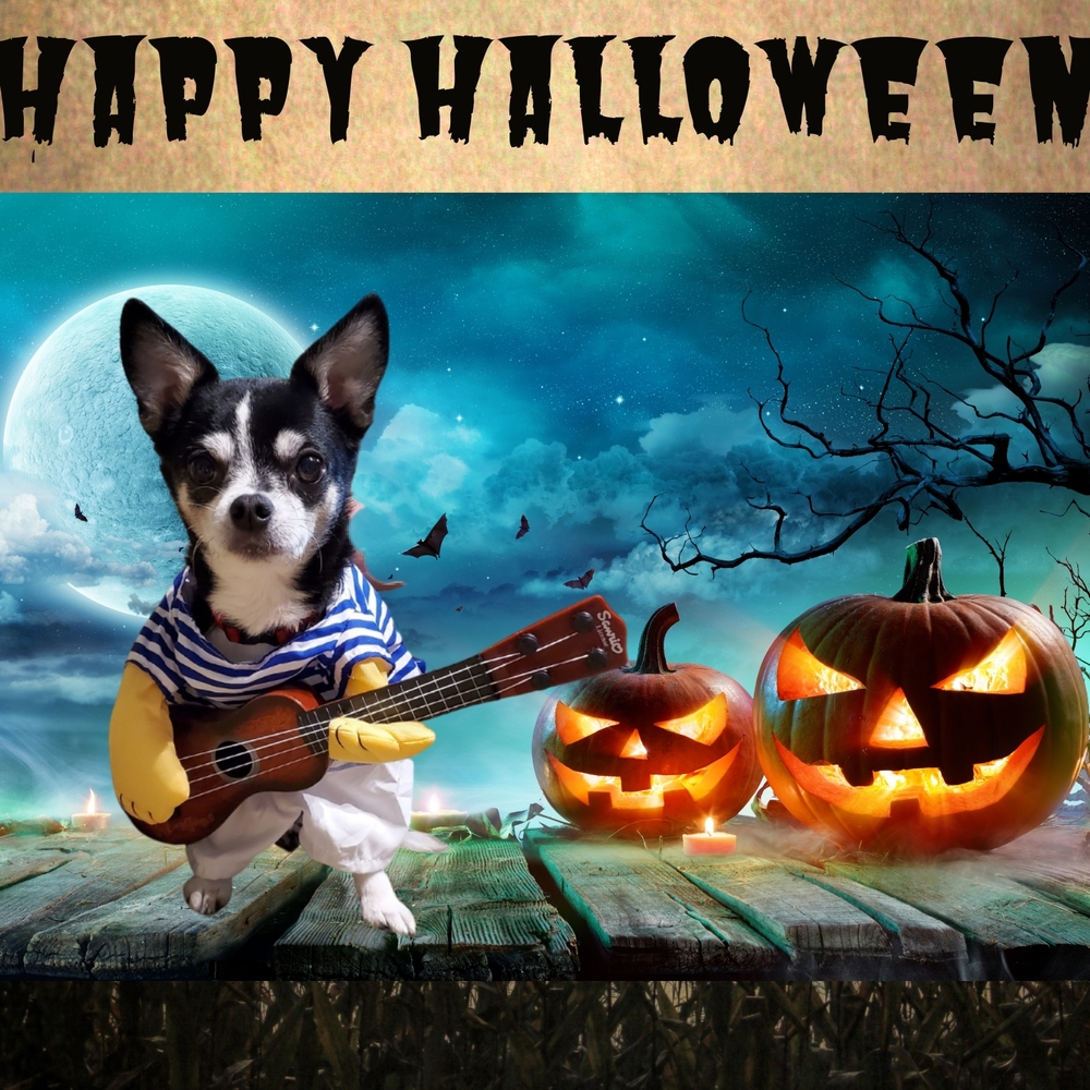 Striped Dog Costume with Guitar